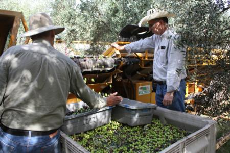 Erick Neilsen Enterprises trunk-shaking harvester in olive orchard: Erick (l) and Uriel Rosa, UC agricultural engineer, collect sample for weighing